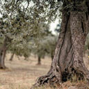 Olive pruning is the first step to a good harvest