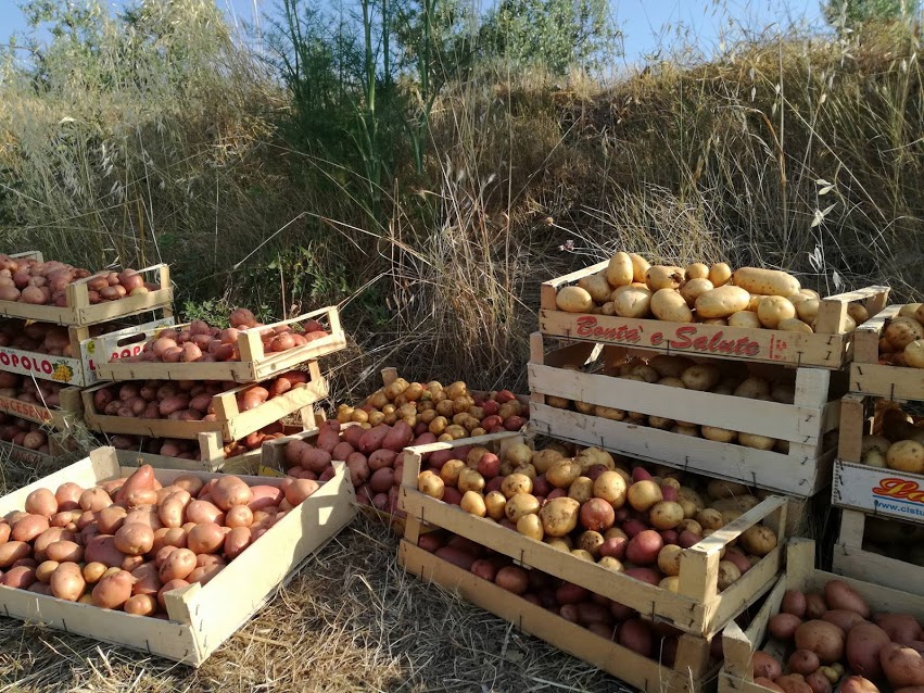 La raccolta delle patate