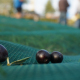 olive picking 2017